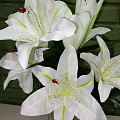 Белые лилии Белые лилии